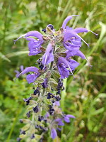 Sauge des pres - Salvia pratensis (photo Mrugala F.)(4)